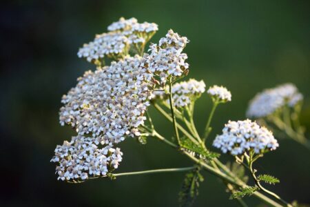 Grow and Use Fever-Breaking Yarrow Image